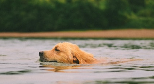 Short Story: The Dogs